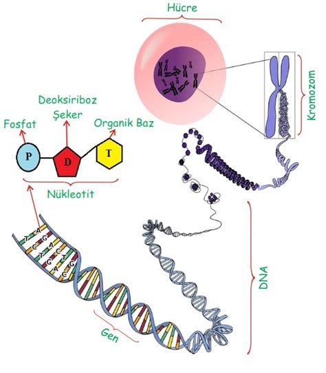 Metin İçeriği Dna Ve Genetik Kod Fenkampus ~ Ultrafencilerin Hibrit