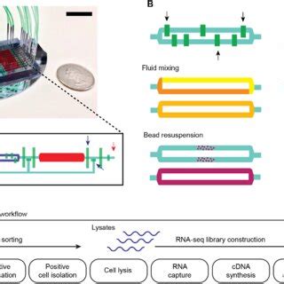 Microfluidic chip design and integrated workflows. (A) Photograph of a ...