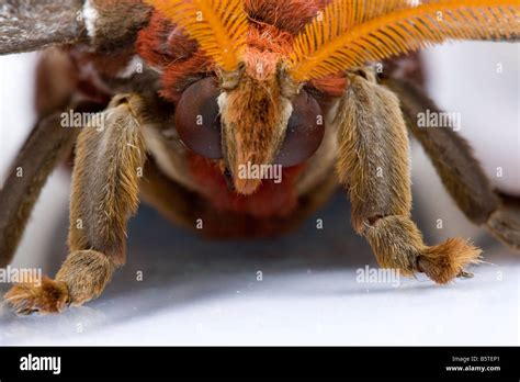 Close Up Of Female Atlas Moth Attacus Atlas Head And Antennae