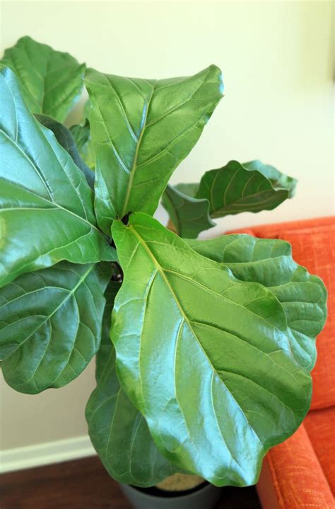 Fiddleleaf Fig Care Halleck Horticultural Fiddle Leaf Fig Fig