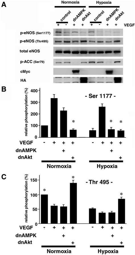 Ampk Mediated Regulation Of Enos Ser 1177 Phosphorylation In Hypoxic Download Scientific