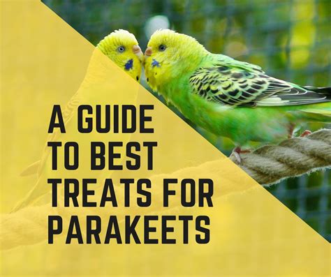 5 Best Treats For Parakeets in 2022 - Birds News