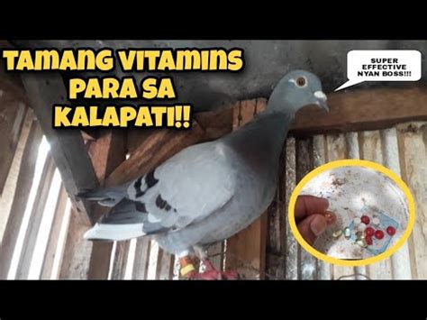 TAMANG VITAMINS PARA SA PANG KARERA NA KALAPATI TULOY NA ANG KARERA