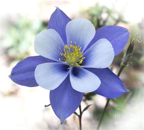 Colorado Blue Colombian Colorado Flowers Columbine Flower Columbine