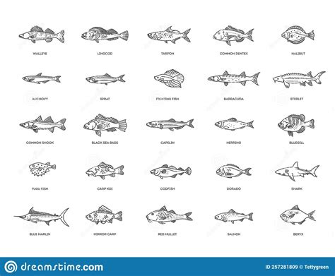 Types Marine Ocean Fish And Freshwater Fish Stock Vector