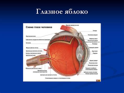 Анатомия глаза, его придатков и глазницы - презентация онлайн