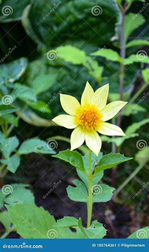 Beautiful Yellow Flower Stock Image Image Of Petal 185764361