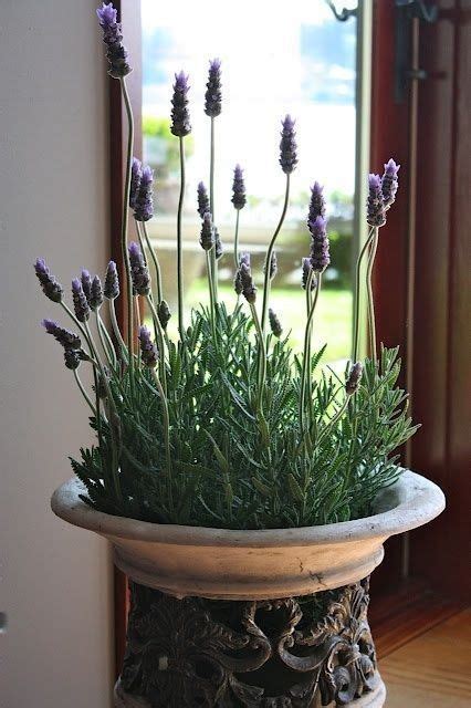 Pin By Ane Castro On Lavender Flowers Lavender Plant Growing