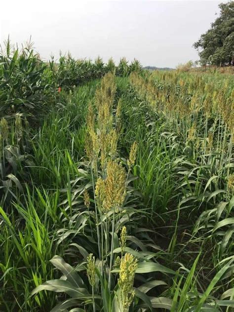 Brachiaria Principais Espécies E Como Fazer Seu Manejo