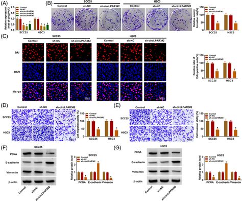 Circlpar3 Silencing Repressed Oscc Cell Proliferation Migration And