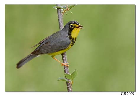 Canada Warbler