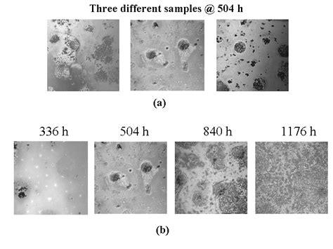 A Lscm Images Of Three Different Am Coatings At The Same Exposure