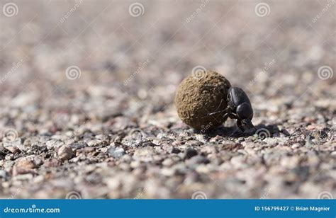 Dung Beetle Rolling Poop Across The Road Stock Image Image Of Nature