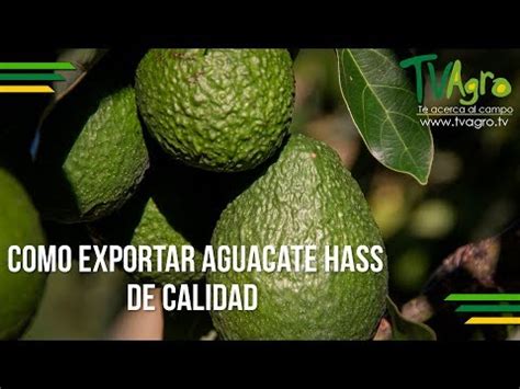 Avocado Packing Company Sac Log Stica