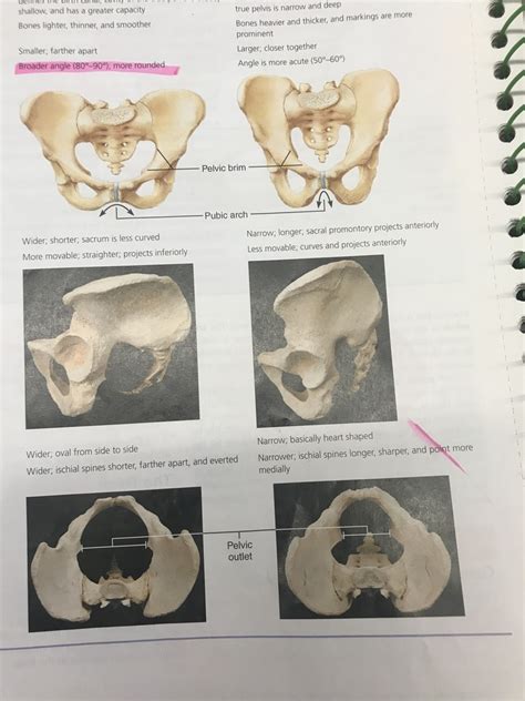 Male Female Pelvis Diagram Quizlet