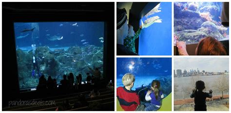 Adventure Aquarium:Interactive Fun, New Frogs Exhibit -Pandora's Deals