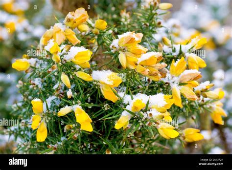 Gorse Furze Whin Or Whins Ulex Europaeus Close Up Showing The