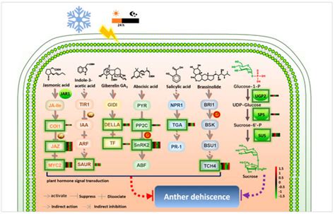 Biomolecules Free Full Text Comparative Transcriptome Analysis