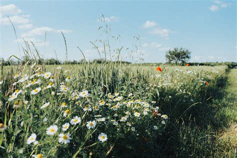 Flores Relva Prado Foto Gratuita No Pixabay Pixabay