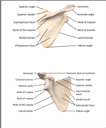 O A Of Shoulder Elbow Forearm Wrist Hand Flashcards Quizlet