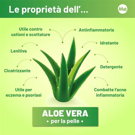 Non Solo Scottature Tutti I Benefici Dell Aloe Vera Per Il Tuo Viso