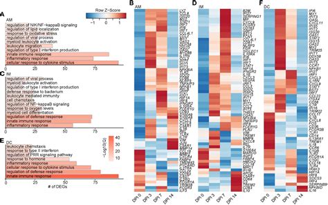 Frontiers Transcriptional And Functional Remodeling Of Lung Resident