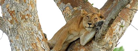 7 Days Uganda Wildlife And Primate Experience Safari Amakula African