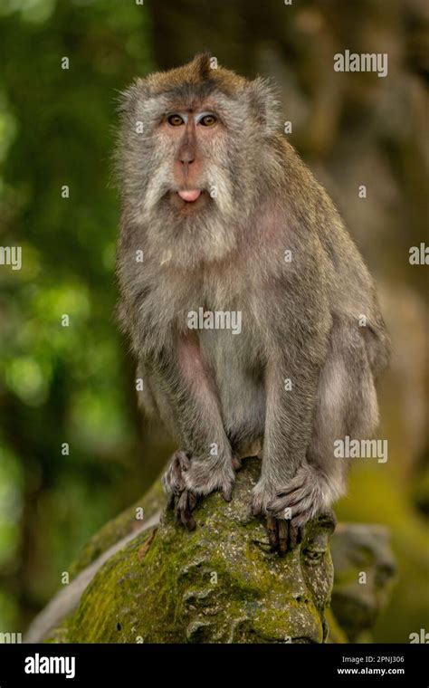 The Crab Eating Macaque Macaca Fascicularis Also Known As The Long