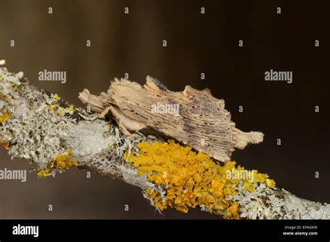 Pale Prominent Moth Pterostoma Palpina Adult At Rest On Lichen