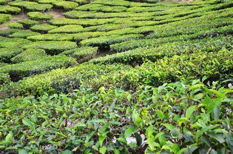 Tea Plantation In The Cameron Highlands In Malaysia Stock Image