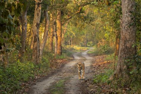 Wild Female Tiger Or Panthera Tigris Or Tigress A Showstopper On