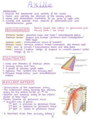 Posterior Forearm And Hand Notes Bi Studocu