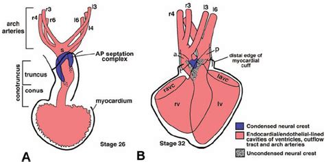 Schematic Representation Of Cardiac Neural Crest Cells During Outflow