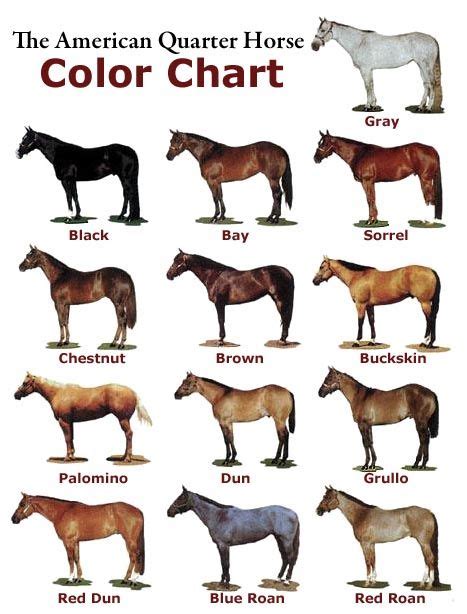 Sorrel Horse Color The Chart Below Shows Examples Of Some Of The Most