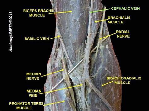 Veins of the Arm: Cutaneous Innervation and Venous Drainage