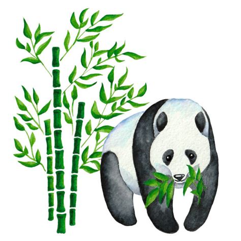 Chinese Painting Bamboo And Panda