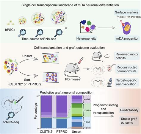 Jci Human Midbrain Dopaminergic Neuronal Differentiation Markers