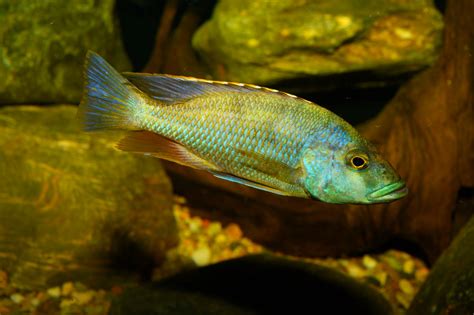 How Long Do African Cichlids Live Best Tips For A Longer Lifespan