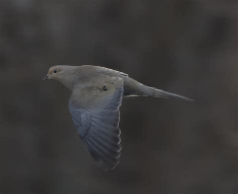 Mourning Dove From Champaign County Il Usa On February 7 2024 At 10