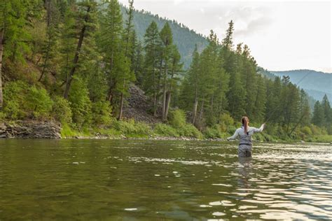 Fishing The Golden Stone Hatch In Western Montana The Official