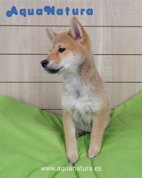 Shiba Inu Hembra De Mayka Vendido Aquanatura Criadero De