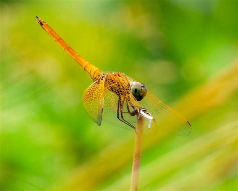 Gold Dragonfly Photograph By Chua Chinleng Fine Art America