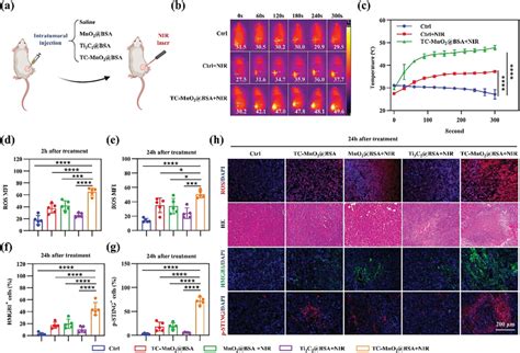 In vivo photothermal therapy (PTT) effect and immune‐related signals ... 