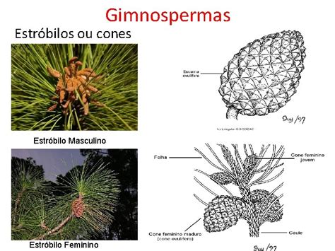 Estrutura Das Gimnospermas - GIMNOSPERMAS Caracteristcas Gerais das Plantas Gimnospermas Primeiro grupo