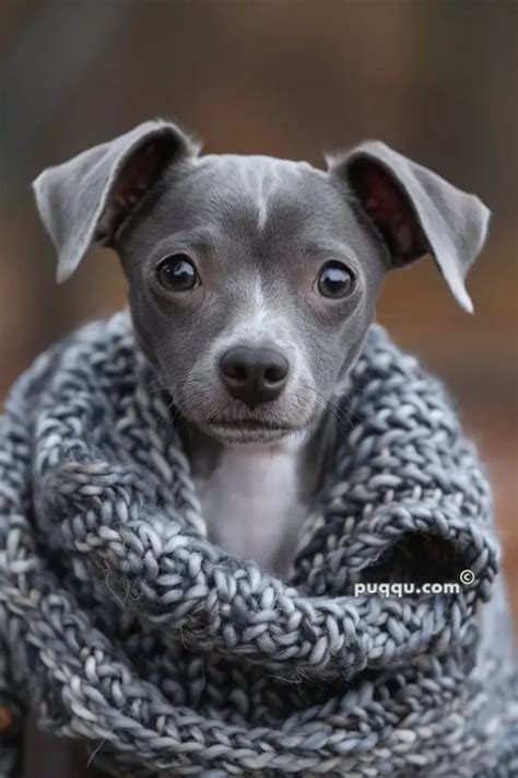 Cute Teacup Puppies: Everything You Need to Know - Puqqu