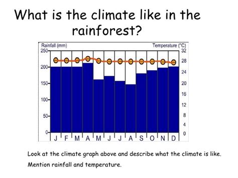 Climate In The Rainforest