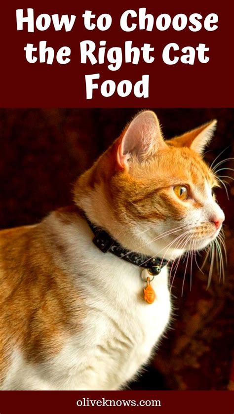 How To Choose The Right Cat Food Oliveknows Sick Cat Cat Food Cats