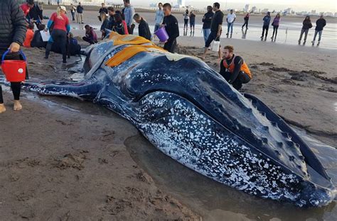 Har N El Ltimo Intento Para Salvar A La Ballena El Marplatense