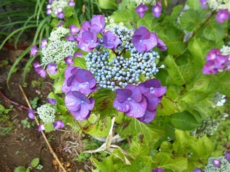 おさんぽきろくφ．． メモメモ 2018年5月6月の花