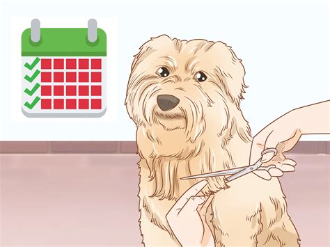3 Ways To Groom A Wheaten Terrier Wikihow